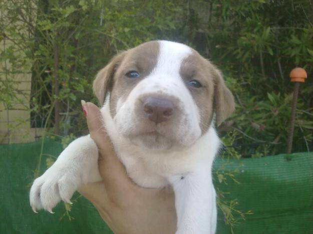 cachorros de pitbull varatos