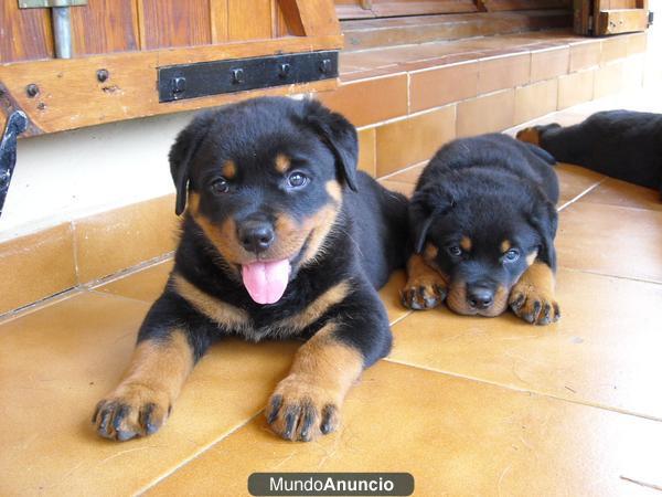 cachorros de rottweiler