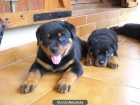 cachorros de rottweiler - mejor precio | unprecio.es