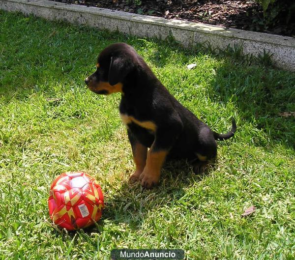 EXCEPCIONALES CACHORROS ROTTWEILER