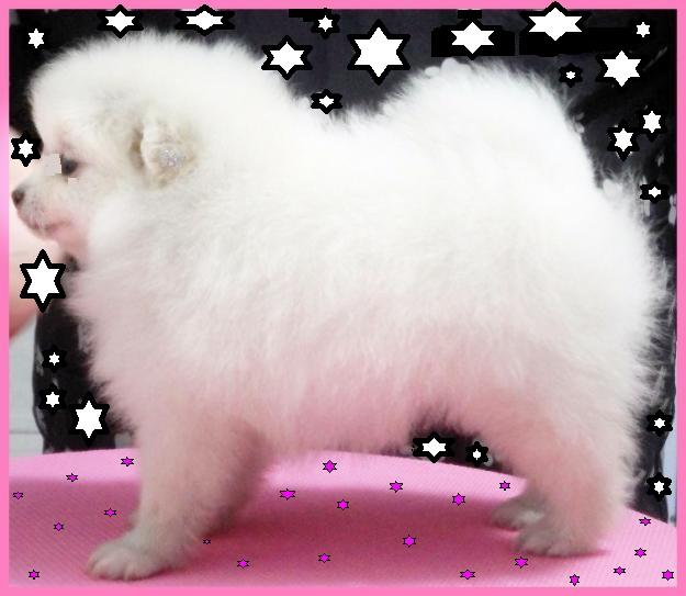 Pomeranias blancos minis (spitz aleman toy)