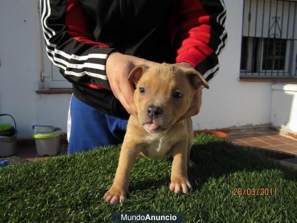 american bully cachorros