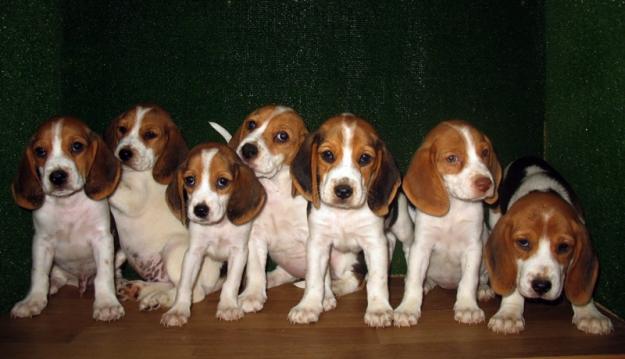 BEAGLES EXCELENTES CACHORROS, 250€