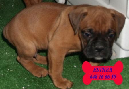 Boxer, espectaculares cachorros