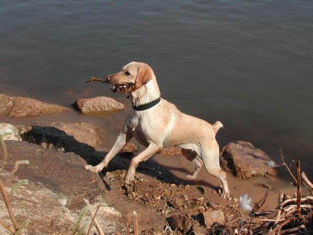 BUSCO labrador retriever macho para que cubra mi perra. entonces ni compro ni vendo