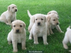 Cachorros de Labrador con Pedigree - mejor precio | unprecio.es