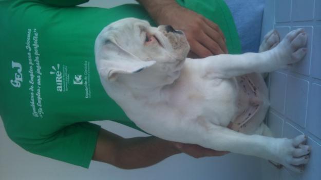 EXCELENTE CACHORRO BOXER BLANCO  BUEN PRECIO