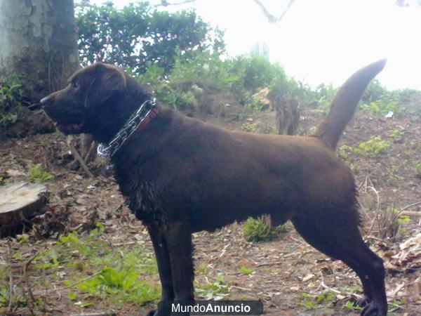 Excelente labrador busca novia