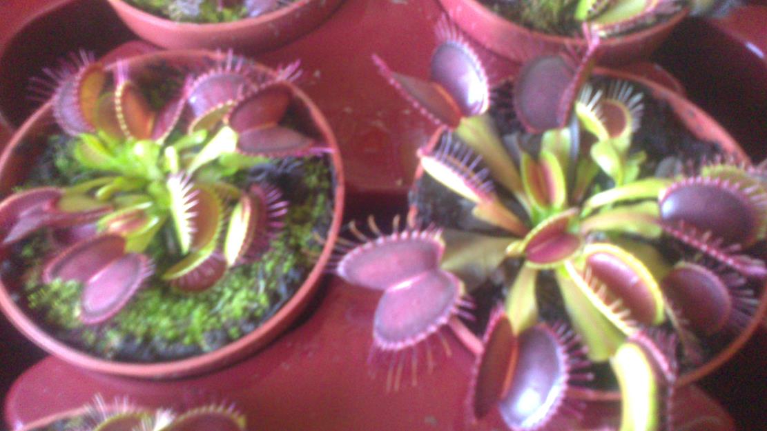 Planta carnivoras