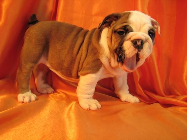 REGALO cachorro Bulldog Inglés - Tenerife