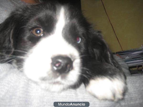 REGALO UN PRECIOSO CACHORRO DE 2 MESES