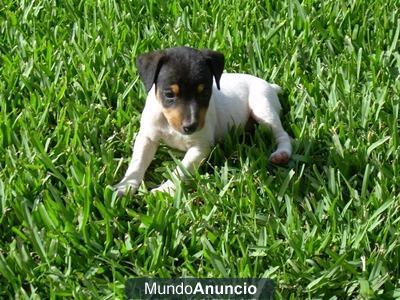 Vendo camada de Bodeguero Andaluz