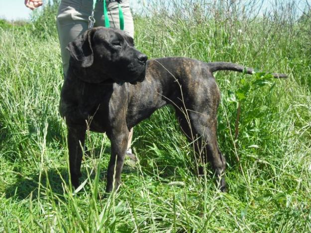 BUGGY, dogo canario autentica y joven en adopcion