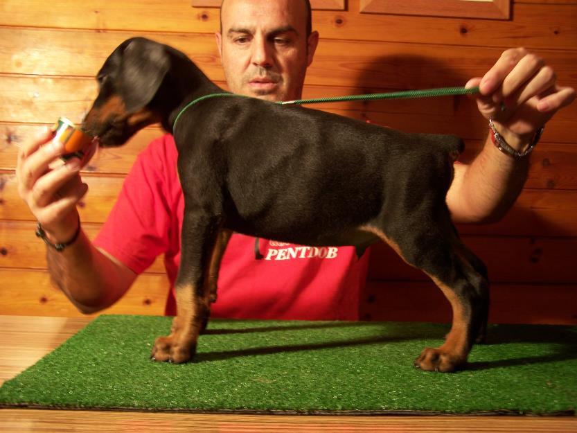 camada dobermanns de pentdob