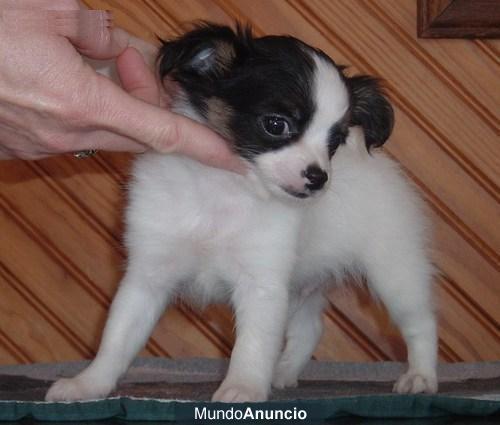 Chihuahua cachorrito blanco y chocolate