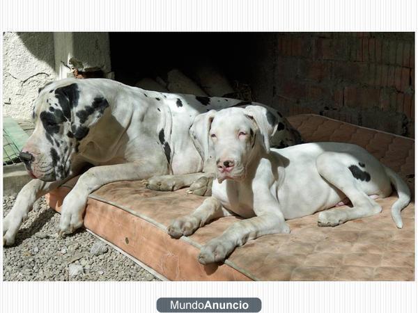 Dogo Aleman arlequin macho