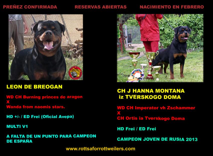 Excelente camada de rottweiler