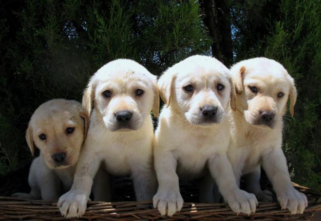 LABRADOR RETRIEVER, EXCELENTES CACHORROS, 190€