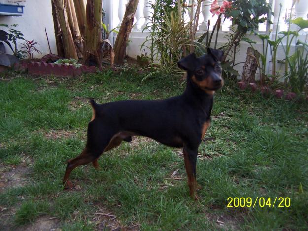 pinscher mini para monta espectacular,pedigree-malaga