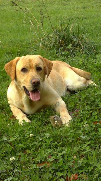 Se ofrece precioso macho de labrador puro para monta