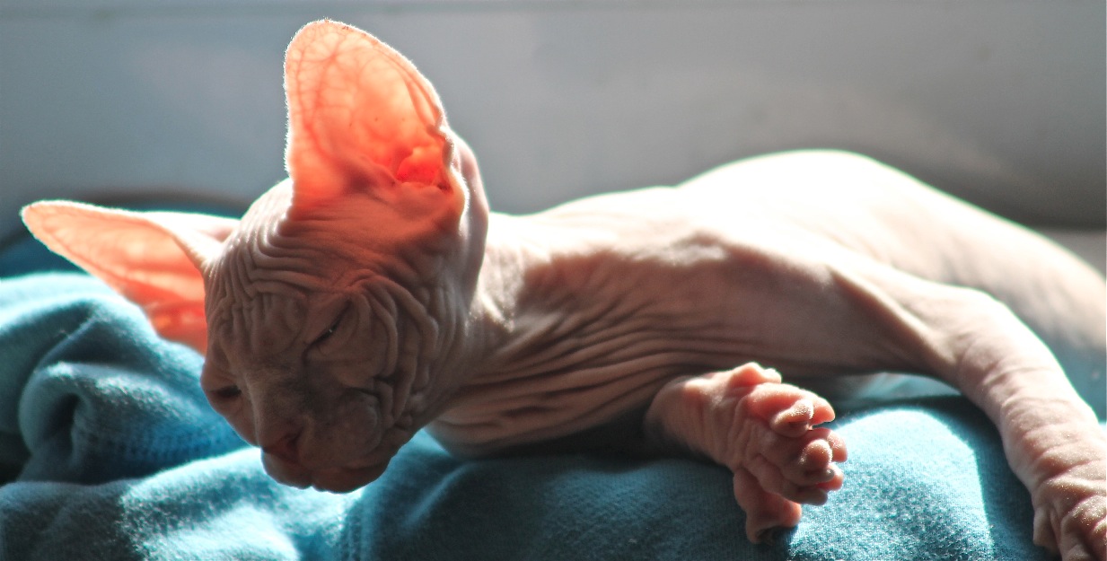 Ultimo gatito sphynx