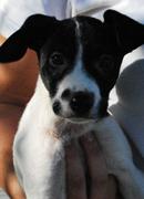 Badhi cachorrito abandonado en un dia lluvioso