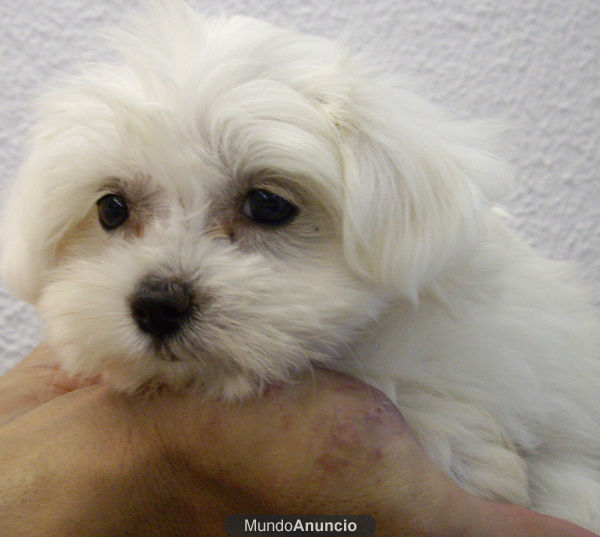 Bichon Maltes Excelentes Cachorros