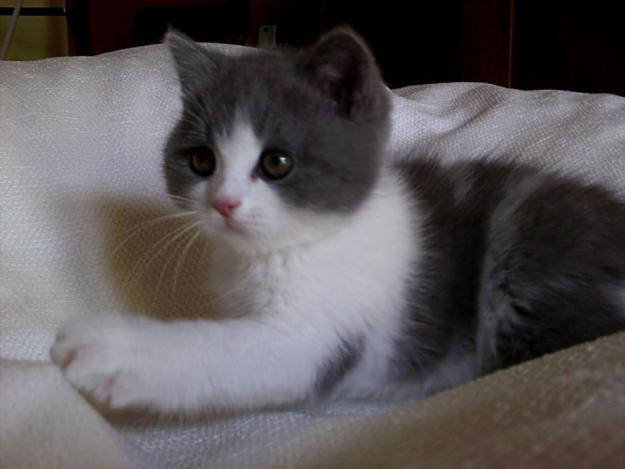 British shorthair