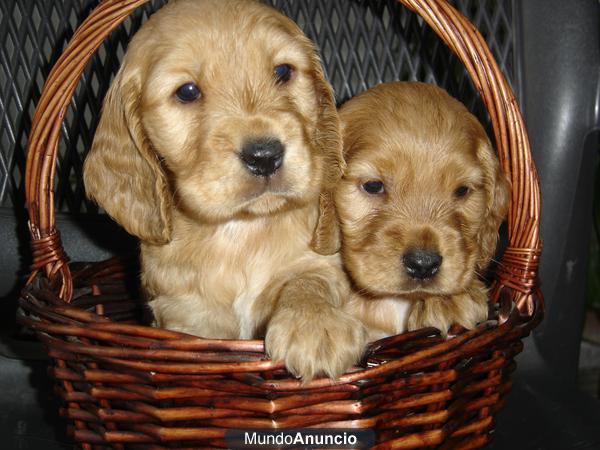 CACHORROS DE COCKER COLOR DORADOS