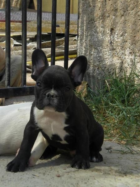 EN ZARAGOZA, SERIEDAD ABSOLUTA, VENDO CACHORRITO BULLDOG FRANCES, SUPER BONITO, CON PEDIGRE OFICIAL DE LA RSCE (LOE), EC