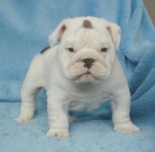 estupenda camada de BULLDOG INGLES