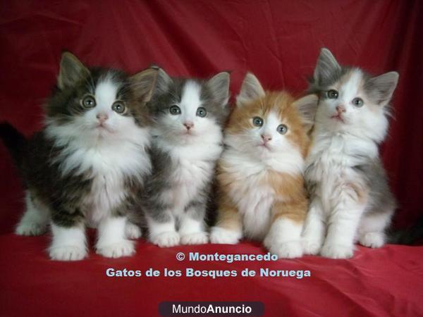 GATITOS BOSQUE DE NORUEGA con Pedigree Oficial y Garantia