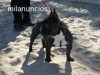 IMPRESIONANTE MACHO DE BULLDOG FRANCES PARA MONTA