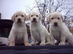 inmejorables cachorros de labrador retriever