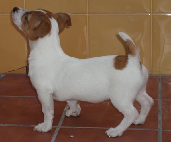 JACK RUSSELL