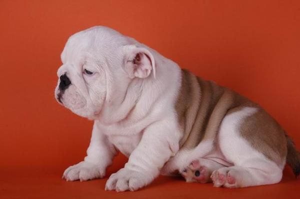 Magnífico Cachorros de Bulldog Inglés.