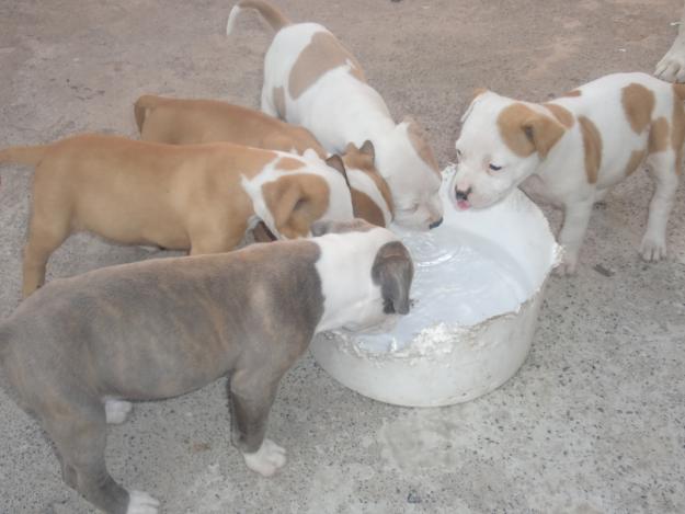 oferta pitbull terrier