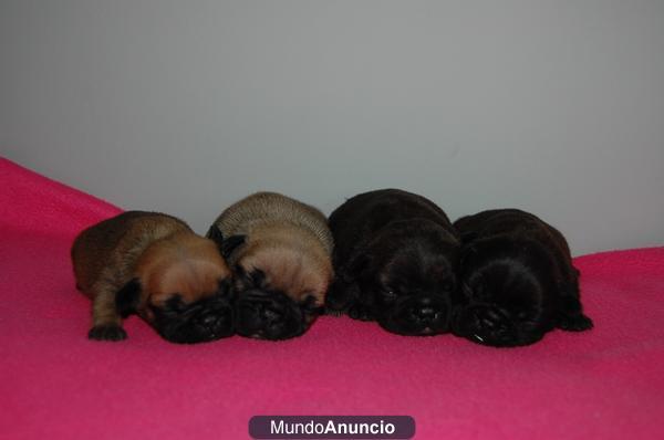 PARTICULAR, CACHORROS BULLDOG FRANCES NACIDOS EL 26-03-12