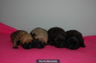 PARTICULAR, CACHORROS BULLDOG FRANCES NACIDOS EL 26-03-12 - mejor precio | unprecio.es