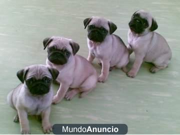 Regalooo cachorros de carlino con garantia