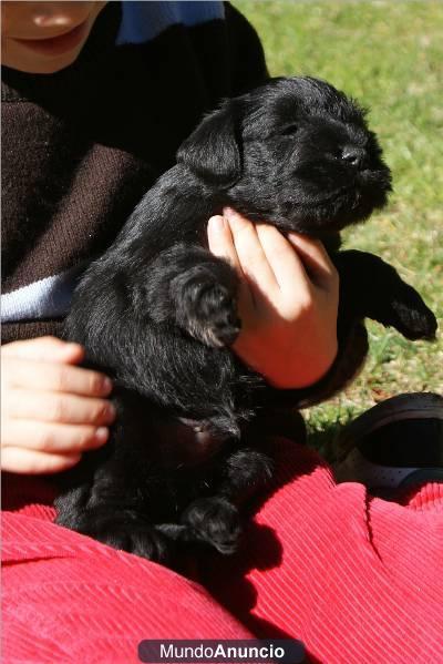 Schanauzer mini, cachorros alta calidad. Económicos