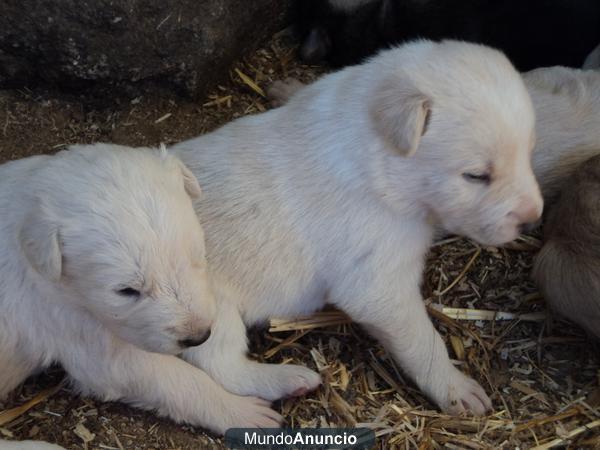 Se regalan cachorros en El Escorial