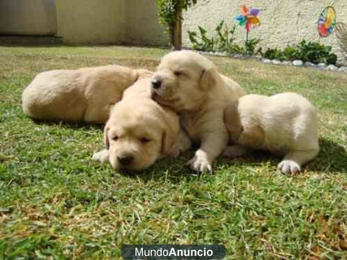 vendo cachorros de labradores estan criados con nosotros se pueden ver son preciosos