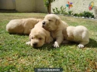 vendo cachorros de labradores estan criados con nosotros se pueden ver son preciosos - mejor precio | unprecio.es