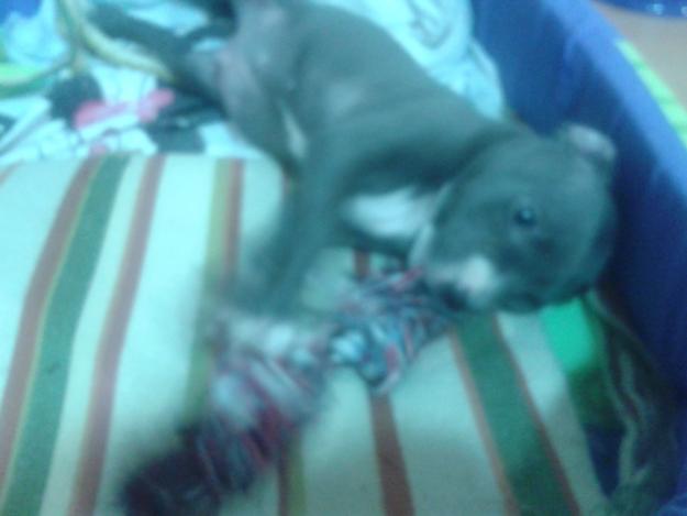 Vendo PitBull Blue macho de 2 meses