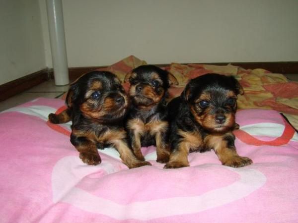 YORKSHIRE TERRIER MACHO A 300 EUROS TAMAÑO ENANO