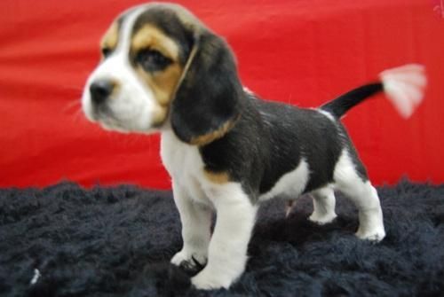 cachorros de beagle, camada de altisima calidad, cachorros tricolor