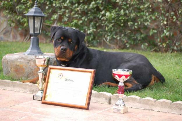 Cachorros de Rottweiler.Criadero Dacarvill 666115024