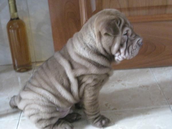 cachorros shar pei