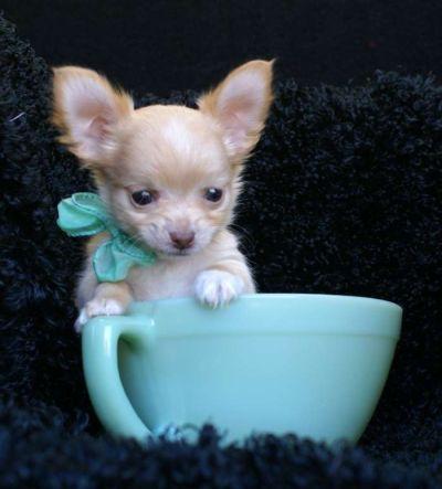 chihuahua minis/toys